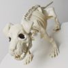 1pc 20.47 Inch Artificial White Dog Skeleton Simulation Simple Model Suitable For Halloween Decoration Indoor And Outdoor Decoration Christmas